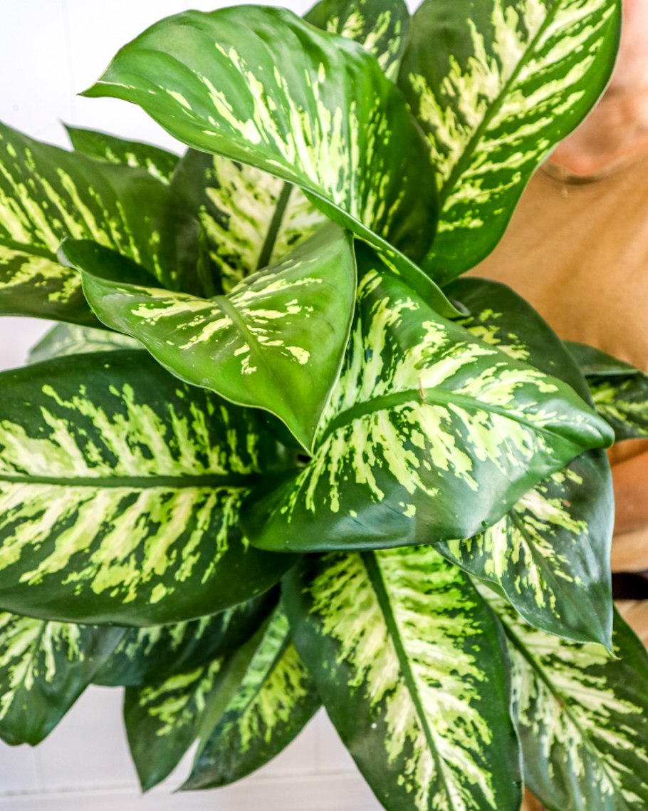 Диффенбахия Камилла (Dieffenbachia Camilla)