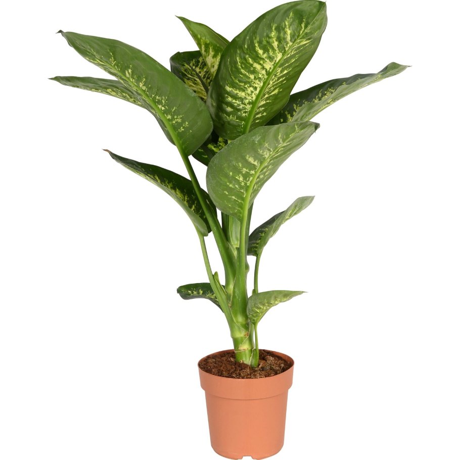 Диффенбахия Dieffenbachia Schott.