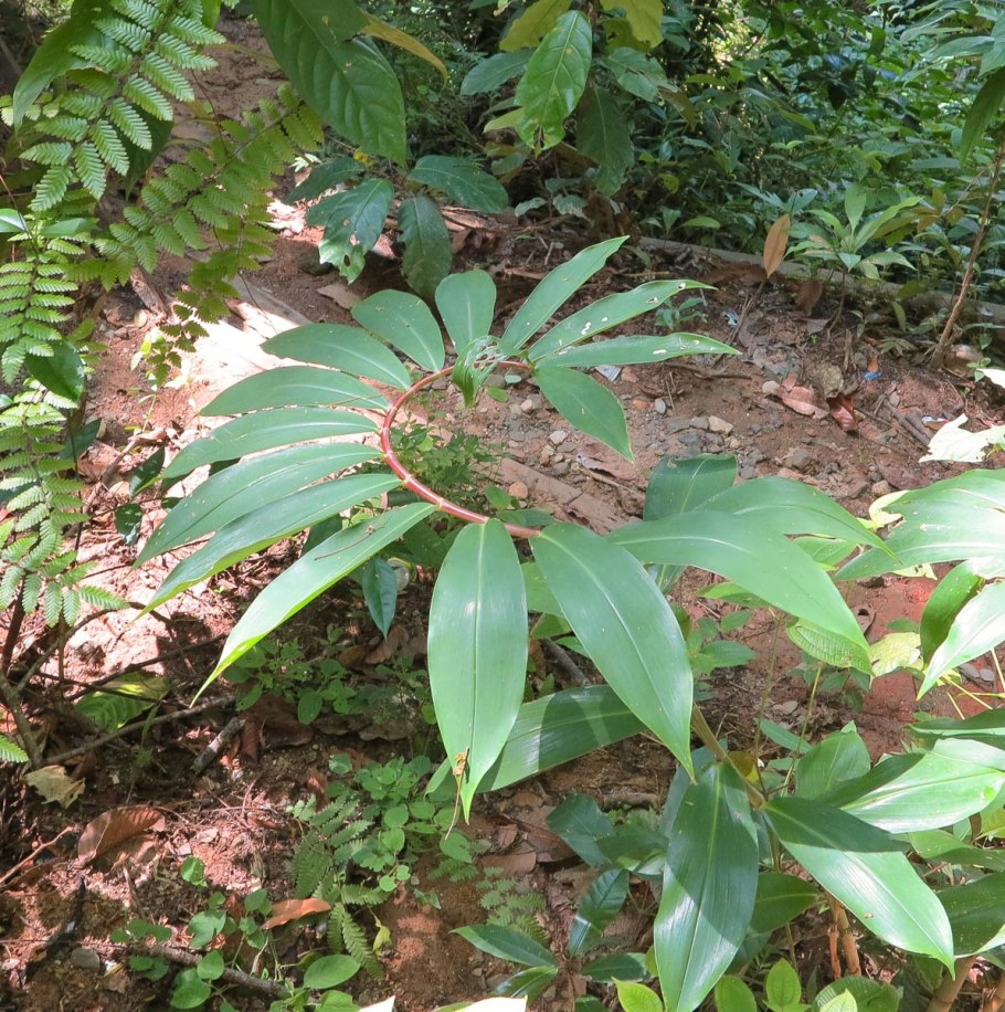 Hellenia speciosa - Гелления прекрасная