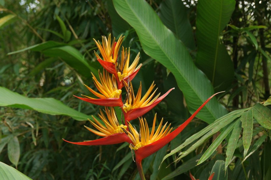 Геликония цветок комнатный