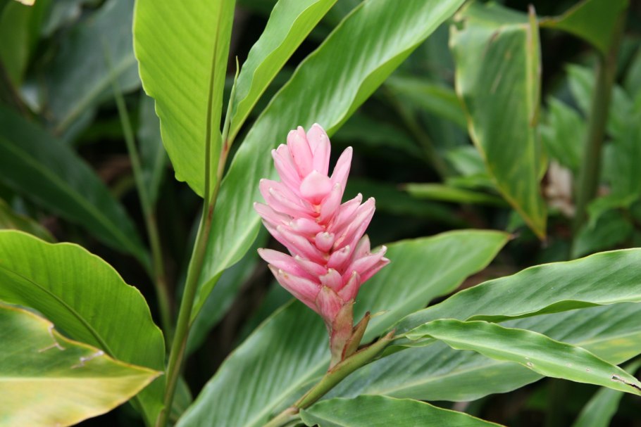 Альпиния пониклая