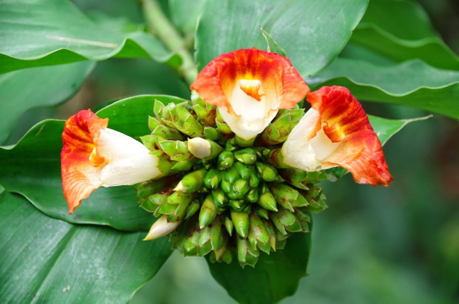 Костус сиреневый