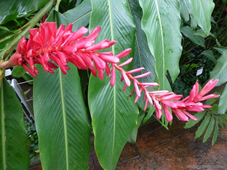 Царства растений подцарства и отделы