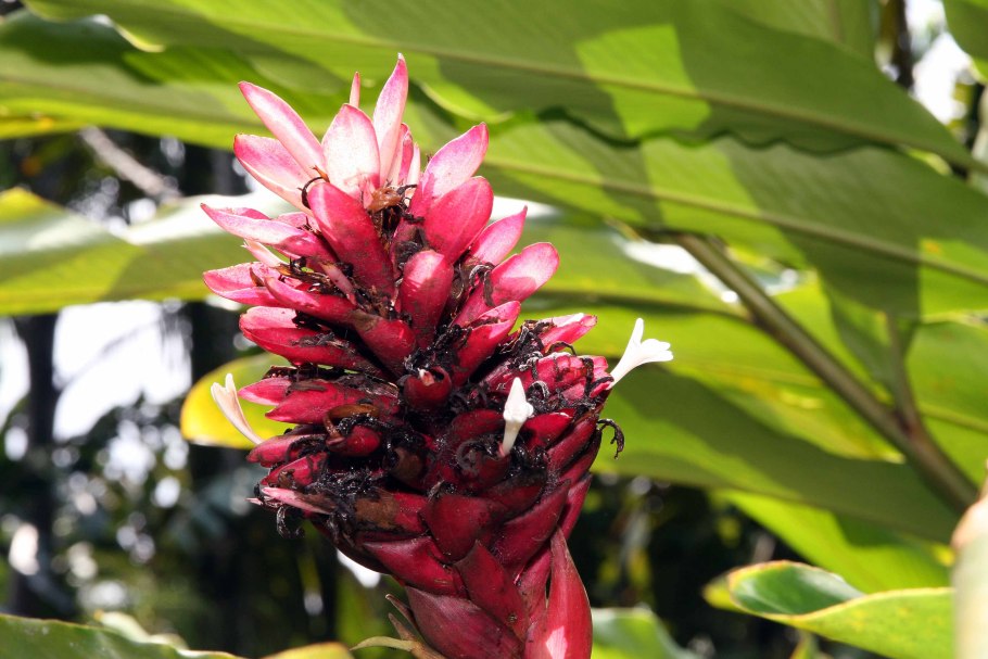 Альпиния (Alpinia) purpurata (92)