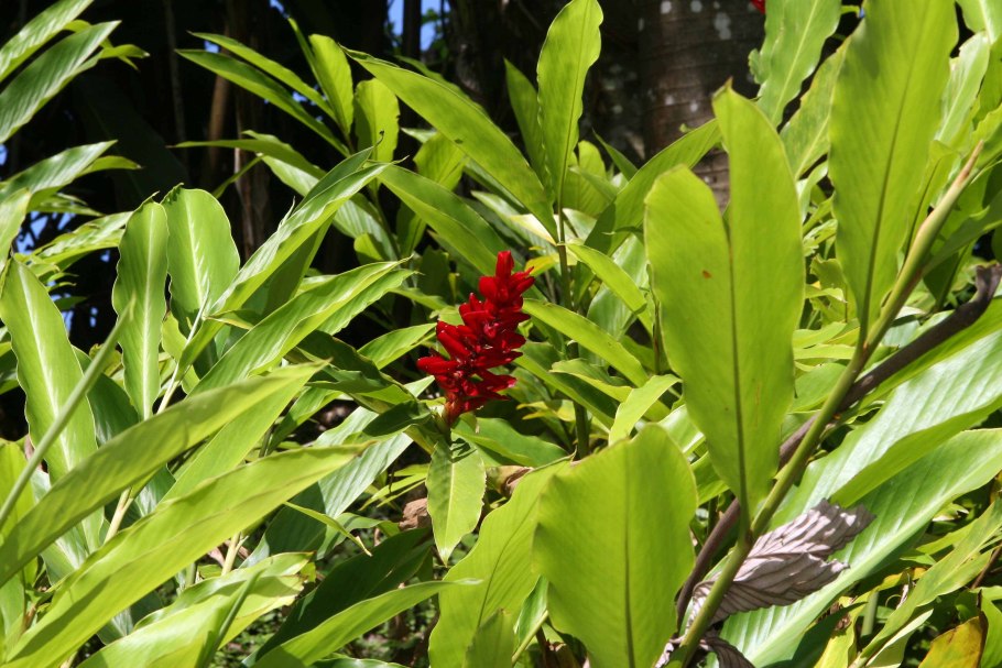 Альпиния остролистная