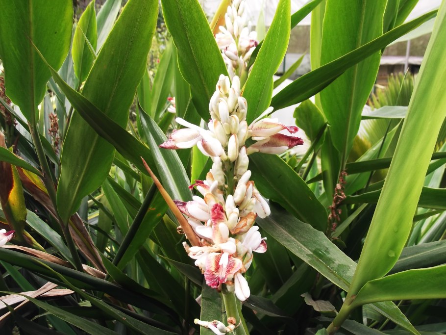 Alpinia officinarum