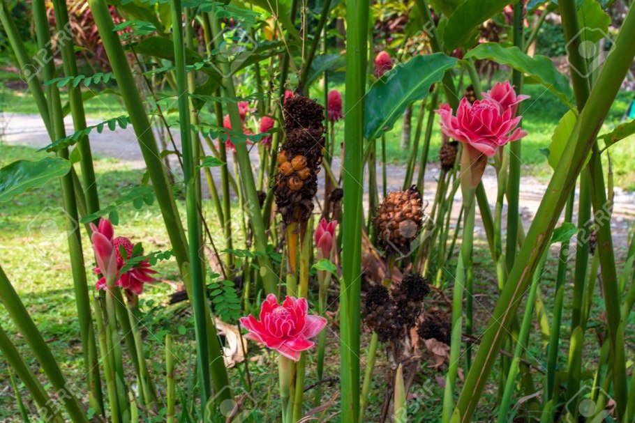 Цветок красный факел