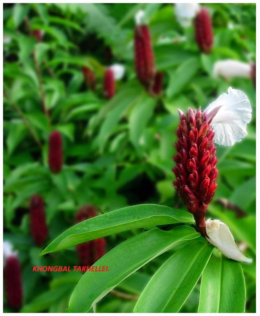 Costus woodsonii