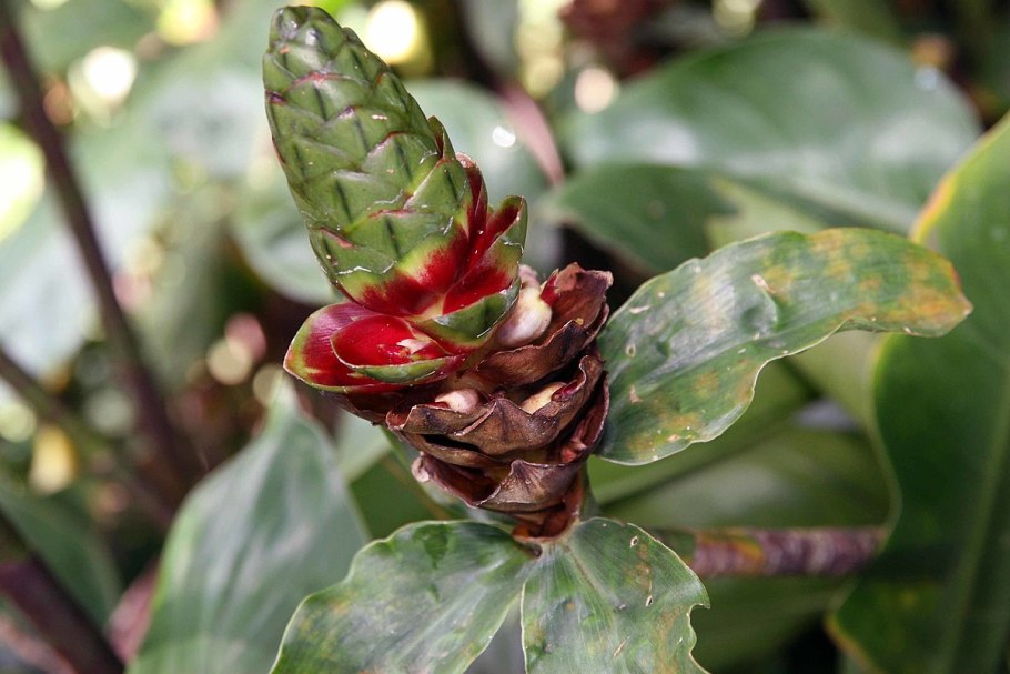 Индийский костус