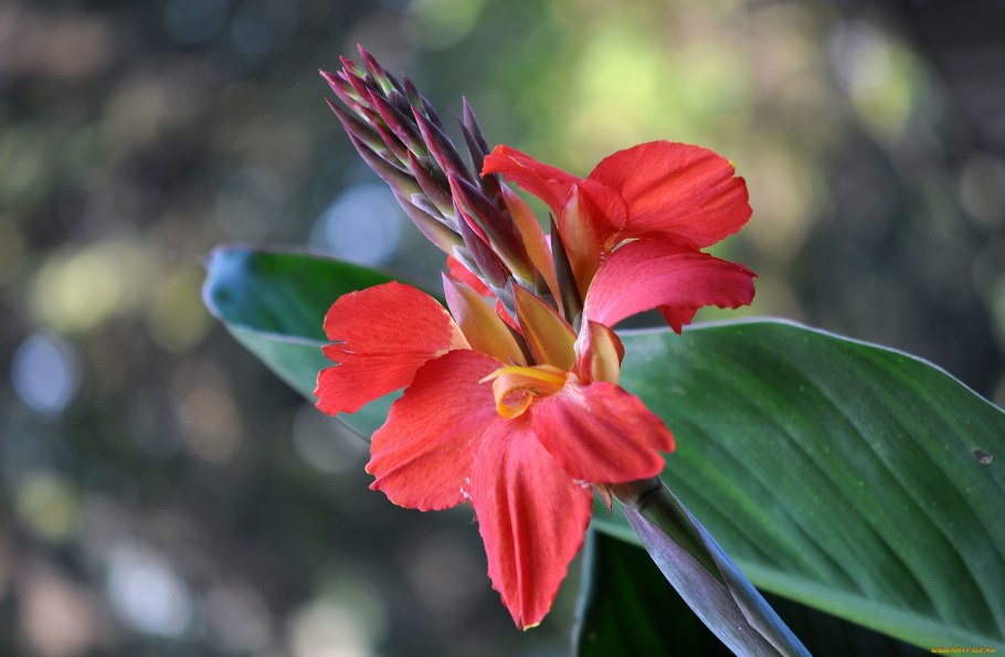 Костус цветок