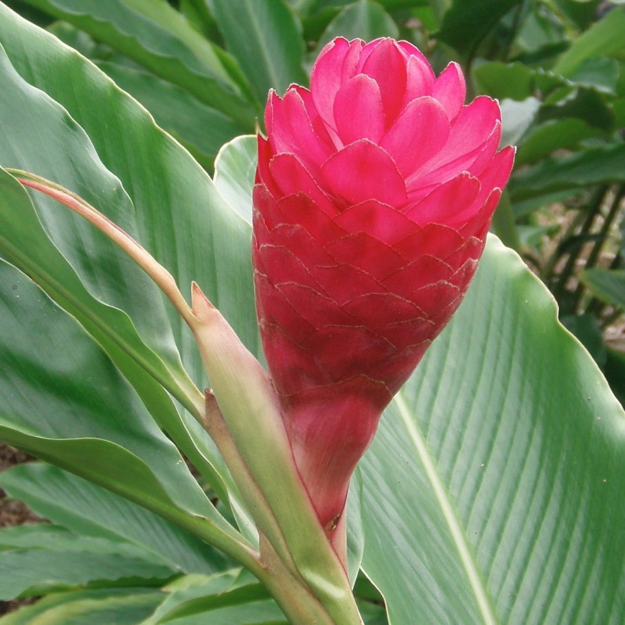 Имбирь цветение