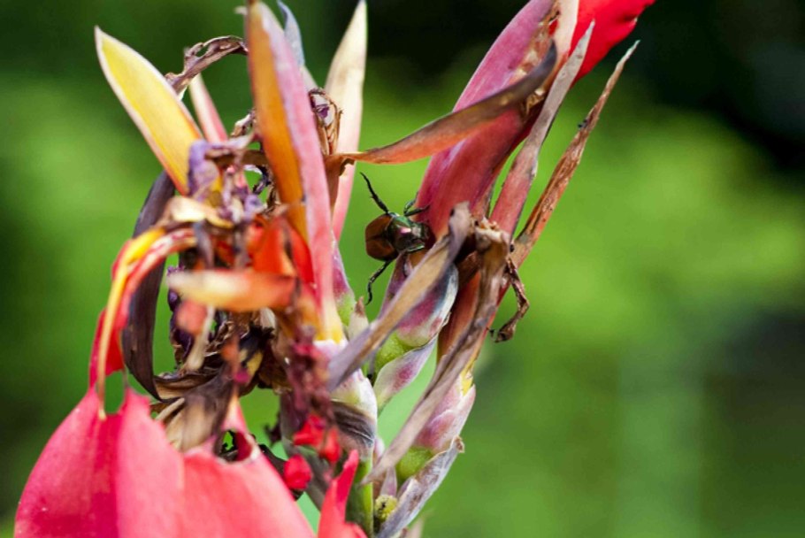 Строение корня одуванчика