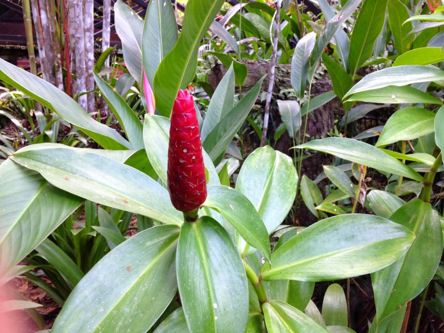 Канна Америка