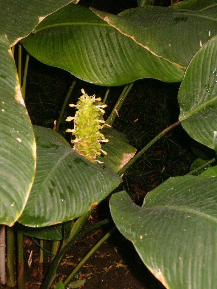 Ensete ventricosum