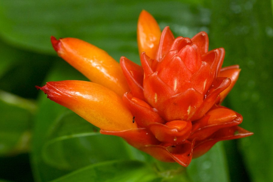 Костус Вудсона