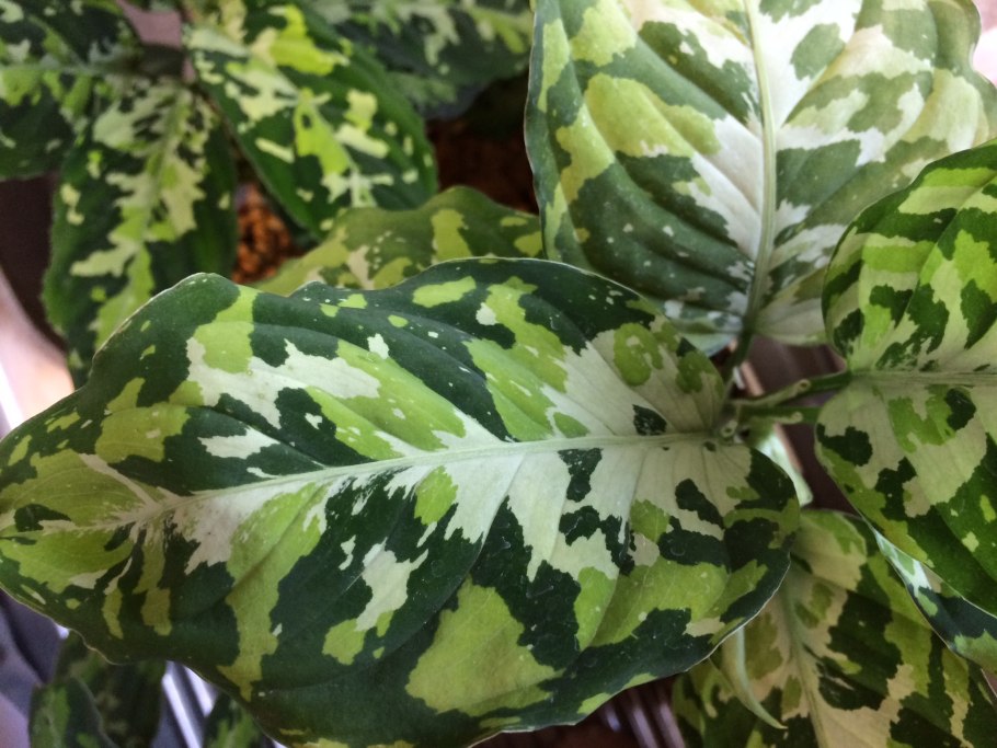 Аглаонема Пиктум Триколор