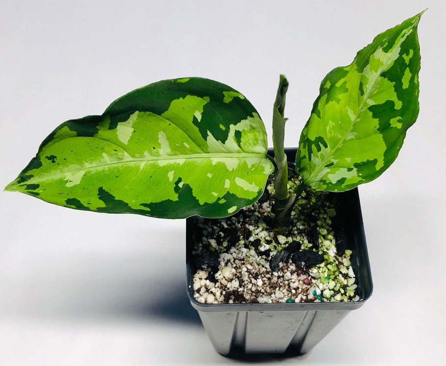 Аглаонема лайм