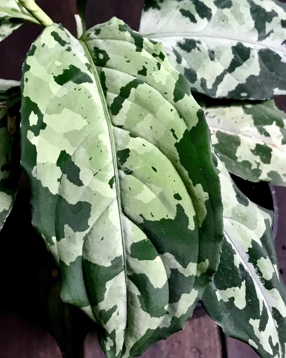 Аглаонема Расписная