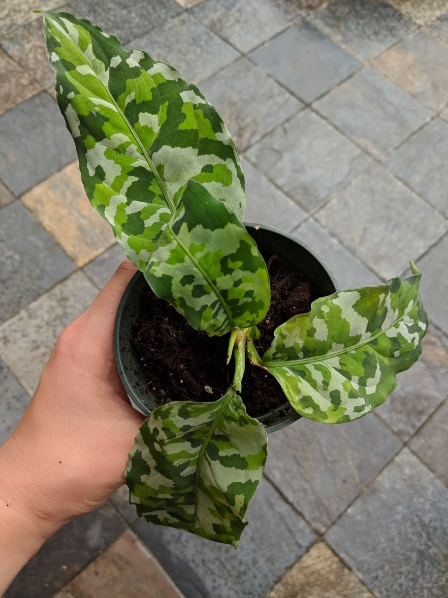 Аглаонема Грин леопард