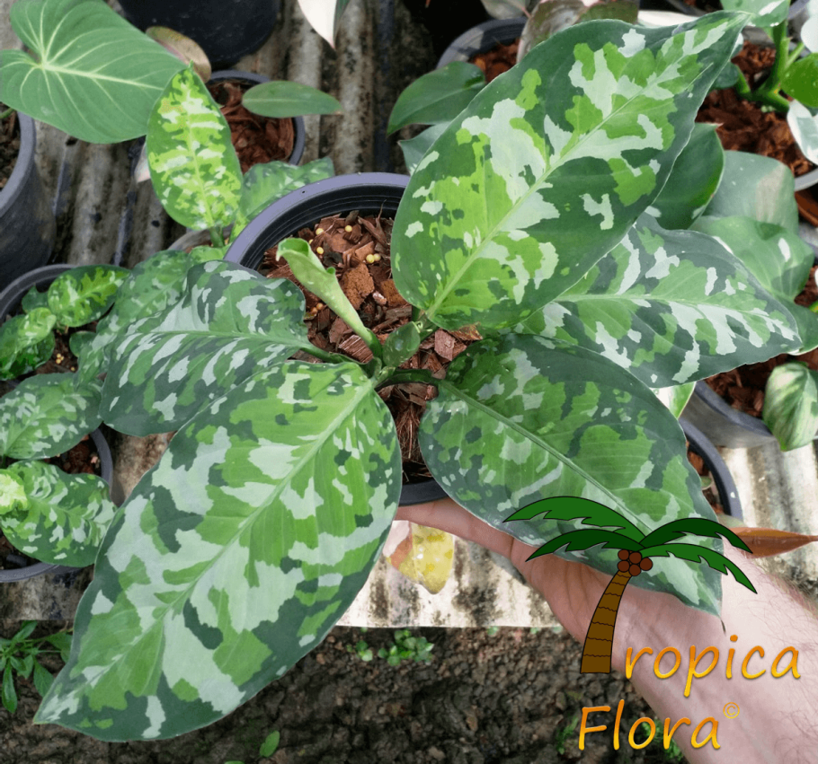 Цветок Триколор Строманта