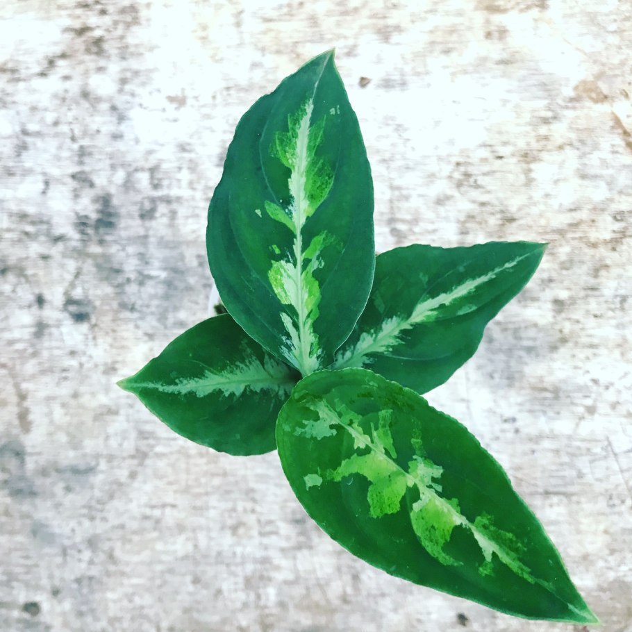 Аглаонема pictum Tricolor