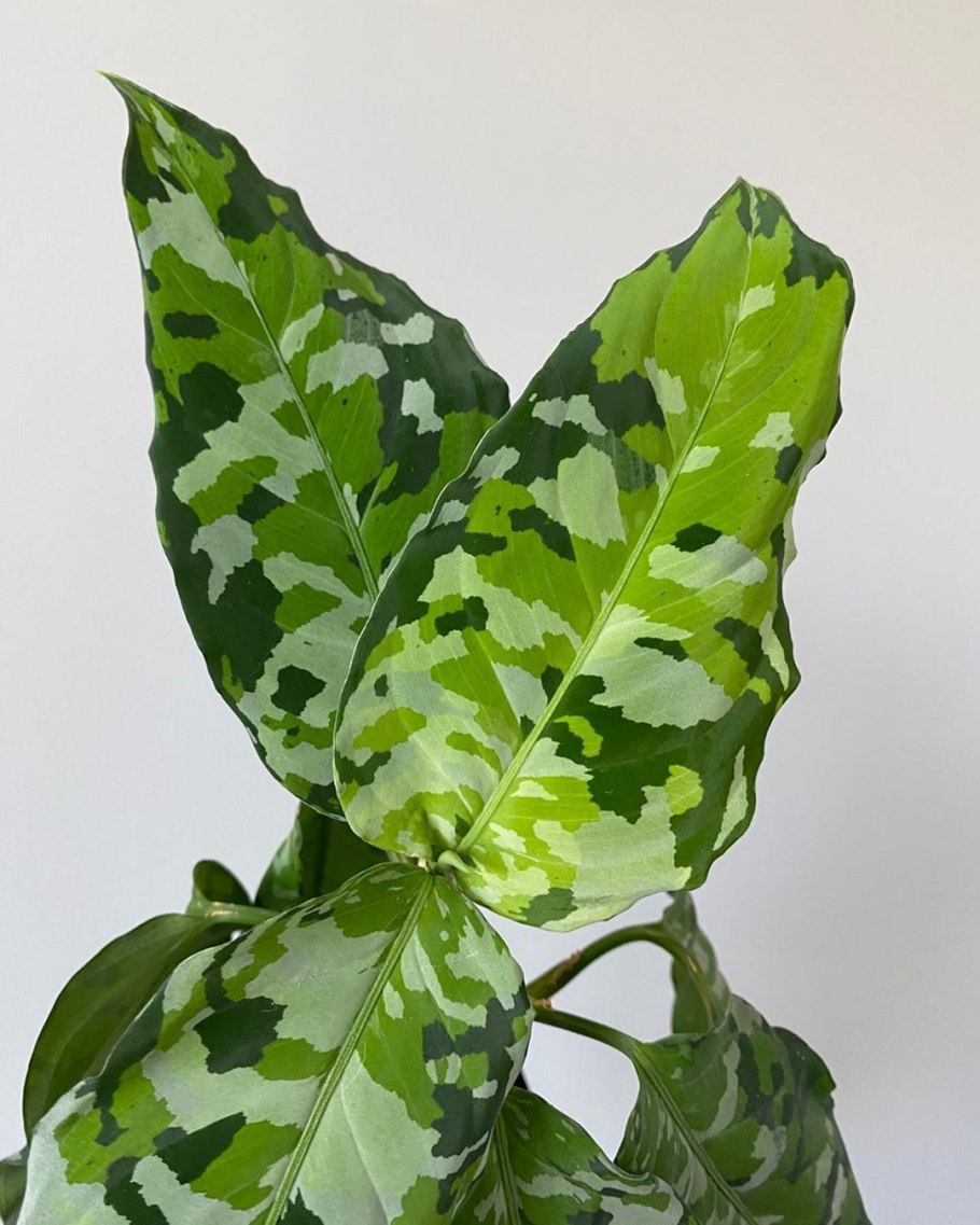 Аглаонема (Aglaonema)