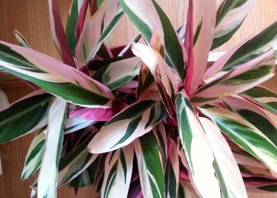 Аглаонема Грин леопард