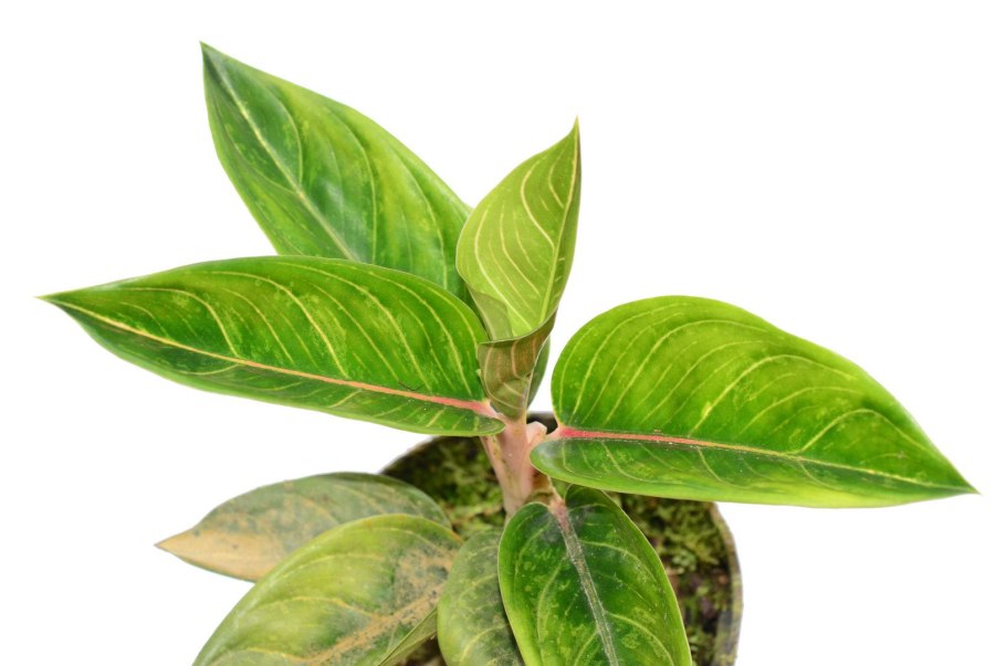 Аглаонема unyamanee Red