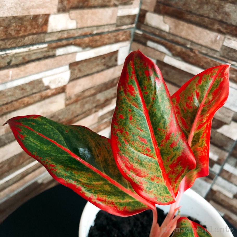 Аглаонема Пиктум биколор