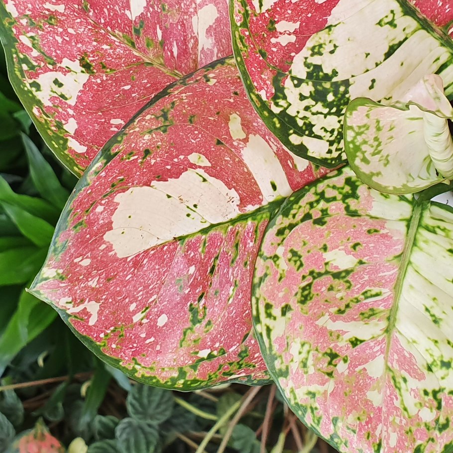 Аглаонема Пиктум