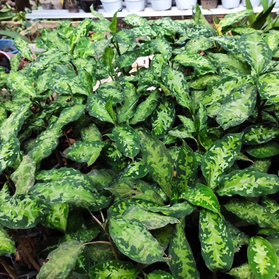 Аглаонема Anyamanee Tricolor