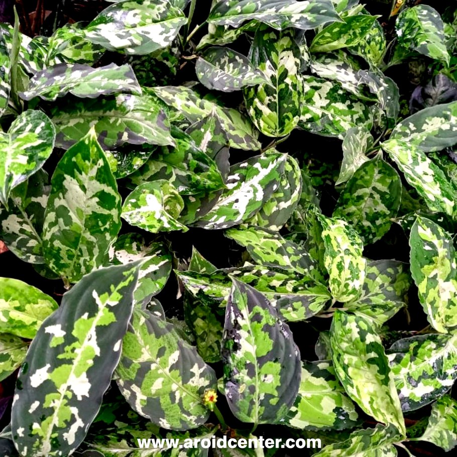 Aglaonema pictum Tricolor