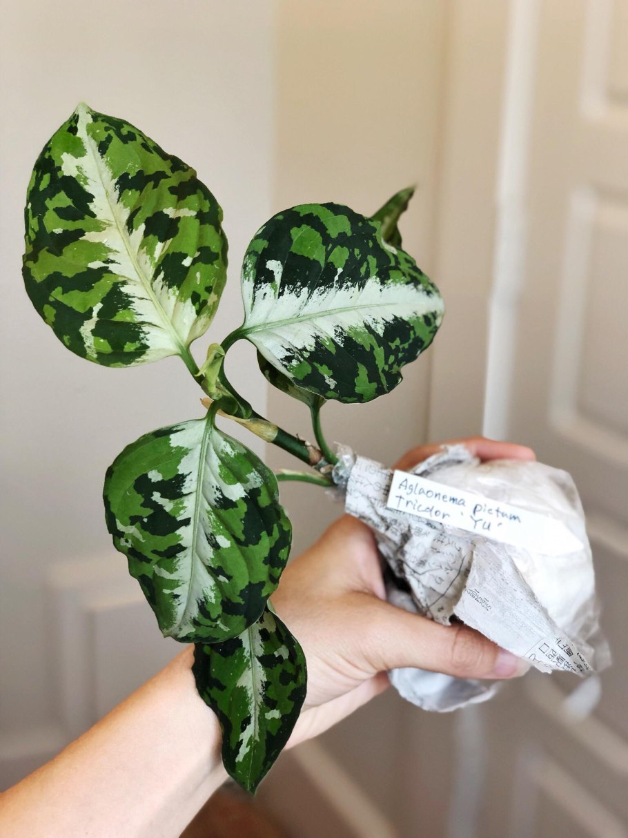 Aglaonema pictum Tricolor