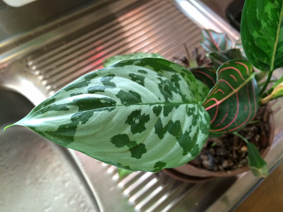 Аглаонема Пиктум