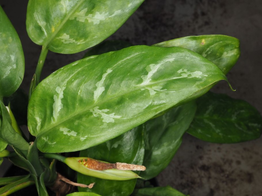 Аглаонема Кочин ред