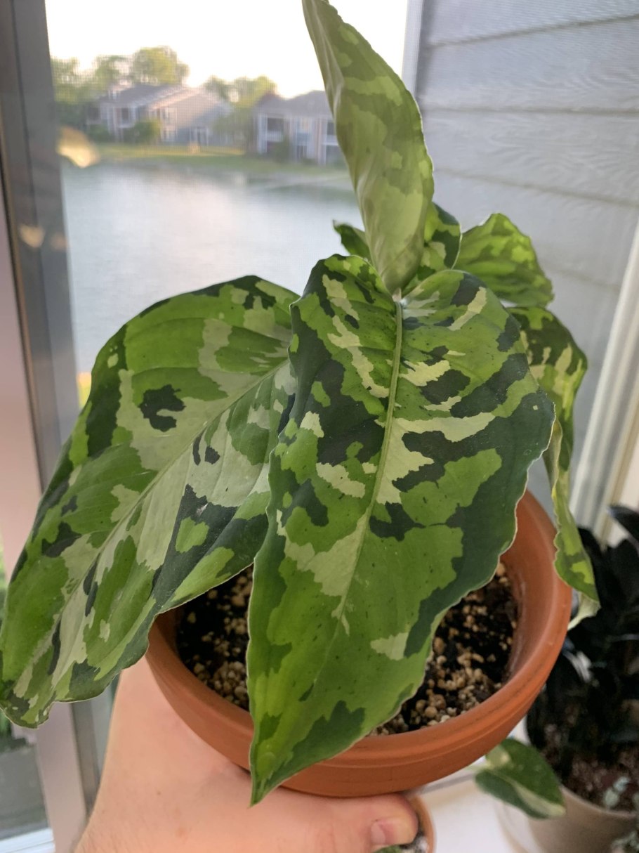 Аглаонема мужегон