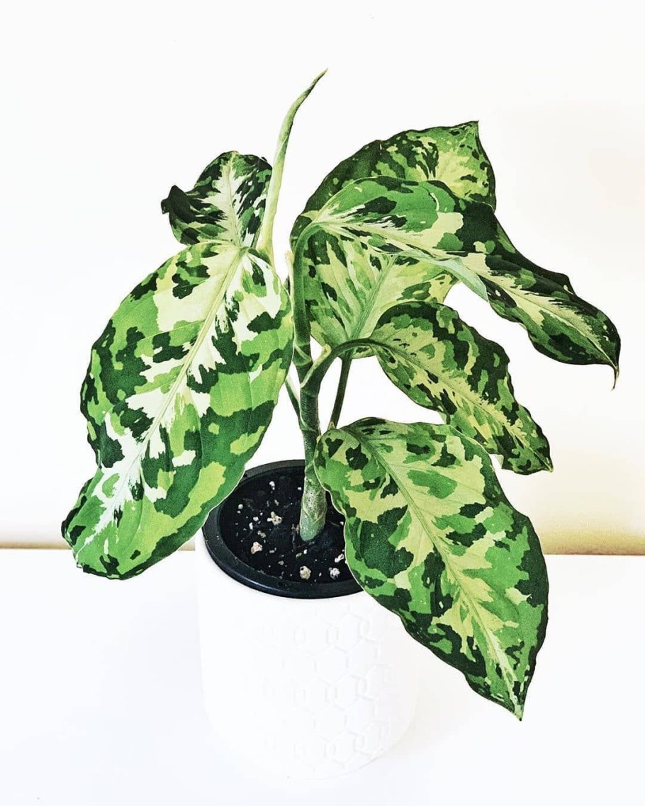 Диффенбахия Триколор