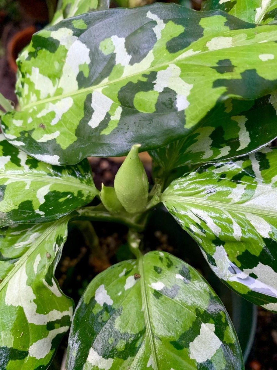 Аглаонема rotundum