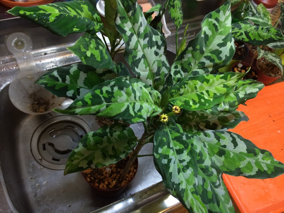 Аглаонема биколор