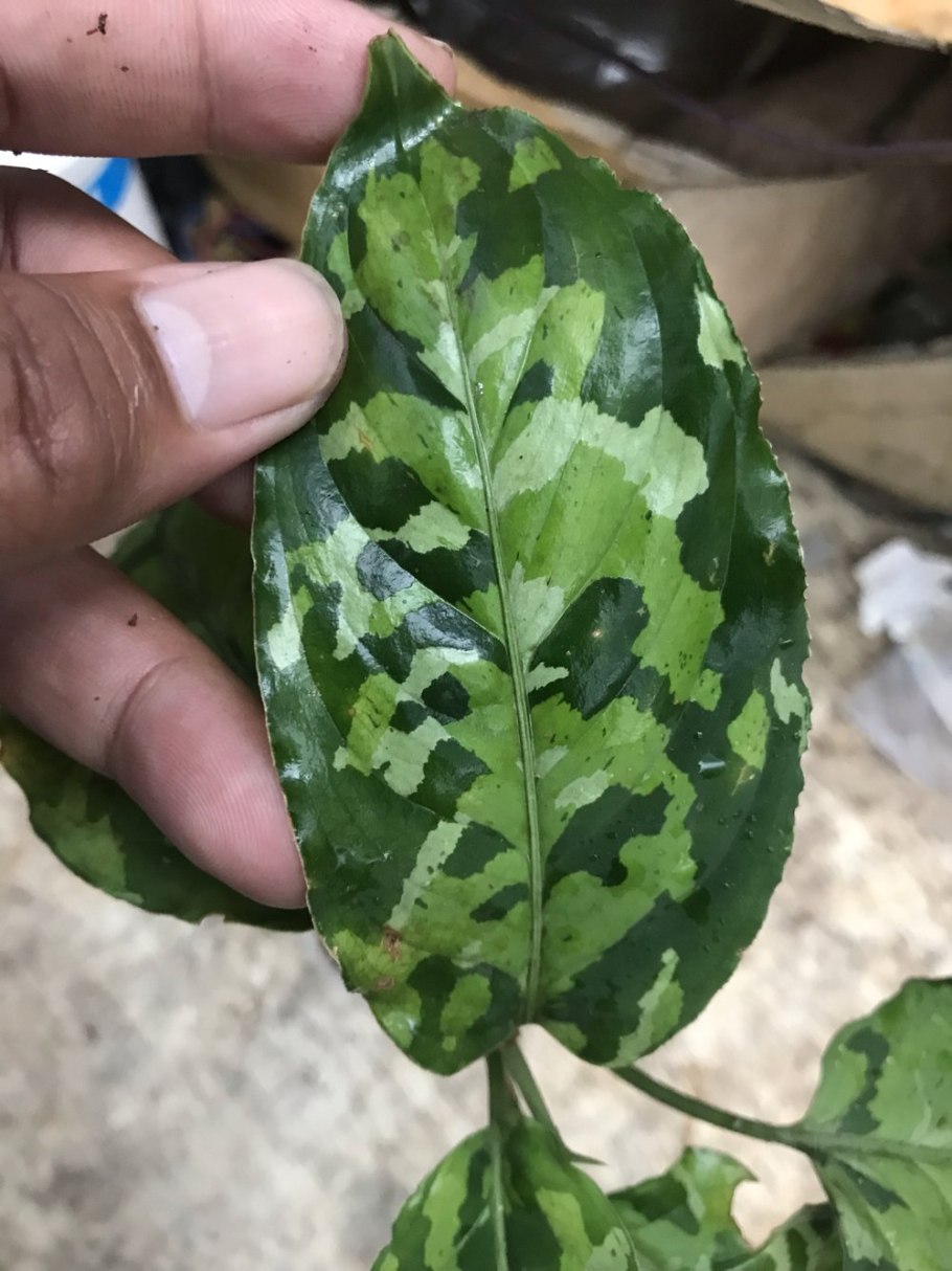 Аглаонема Сиболга