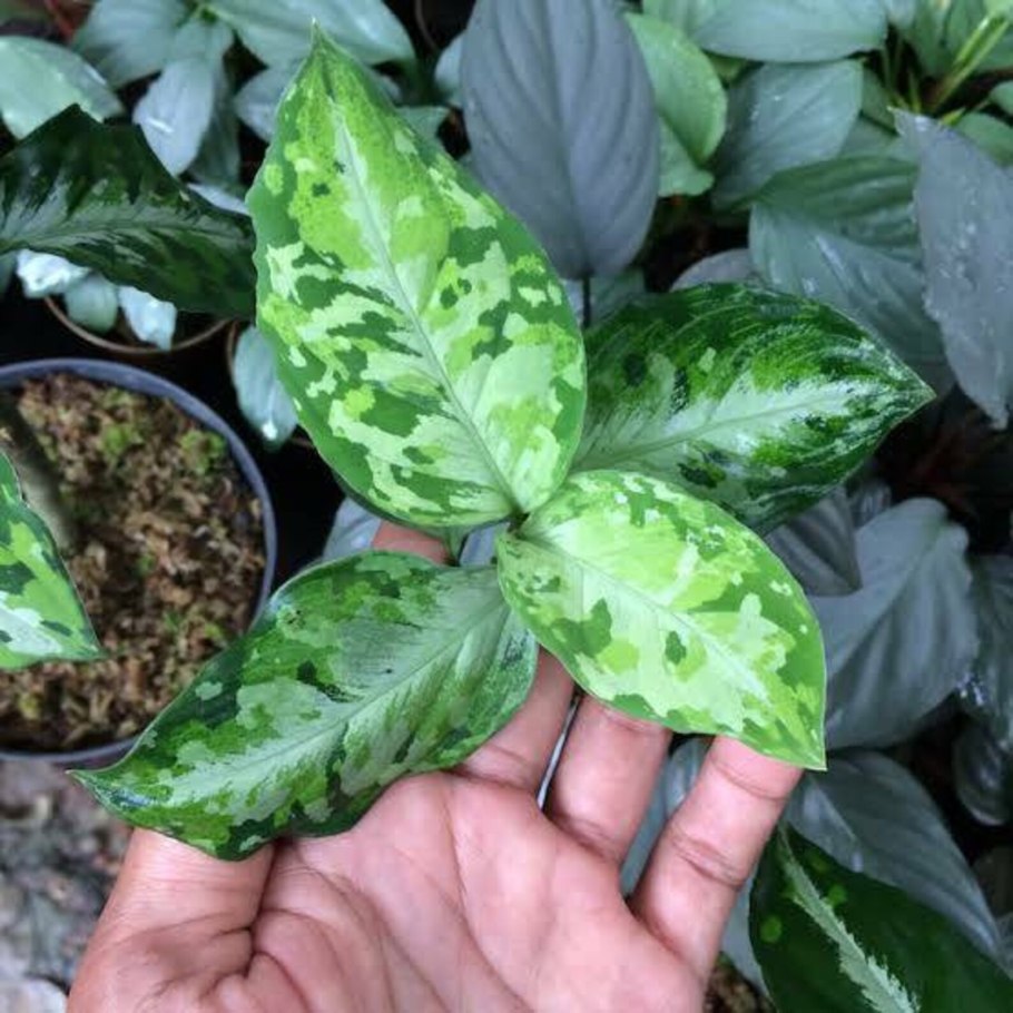 Аглаонема Сиам оранж