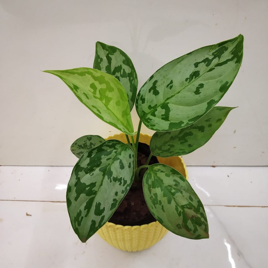 Аглаонема бриллиант