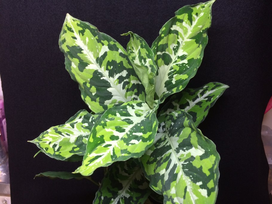 Аглаонема pictum Tricolor