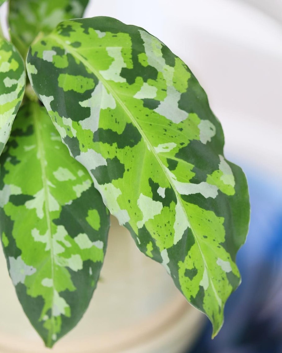 Аглаонема pictum Tricolor