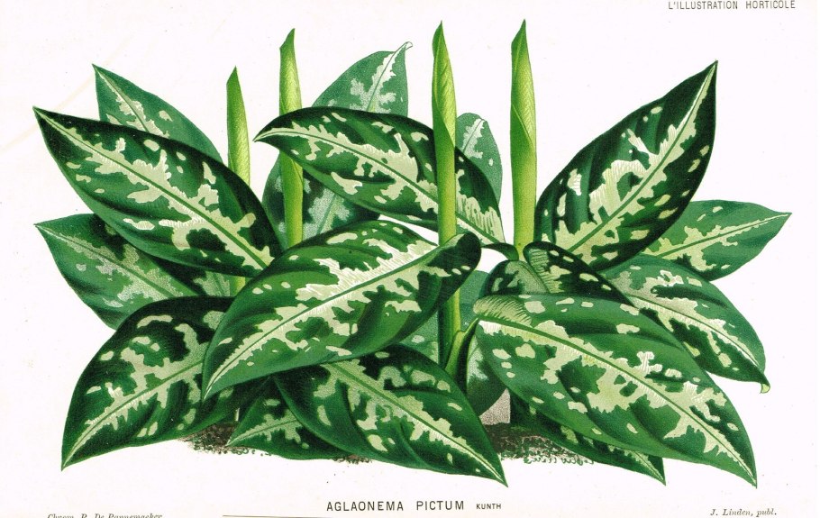 Aglaonema pictum Tricolor