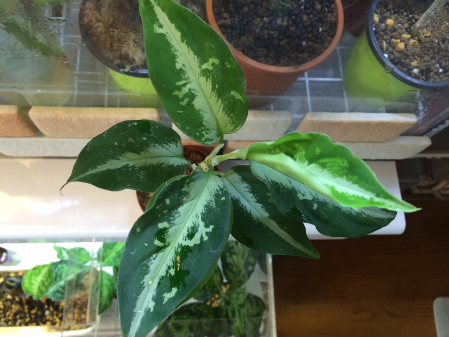 Аглаонема пиктум биколор