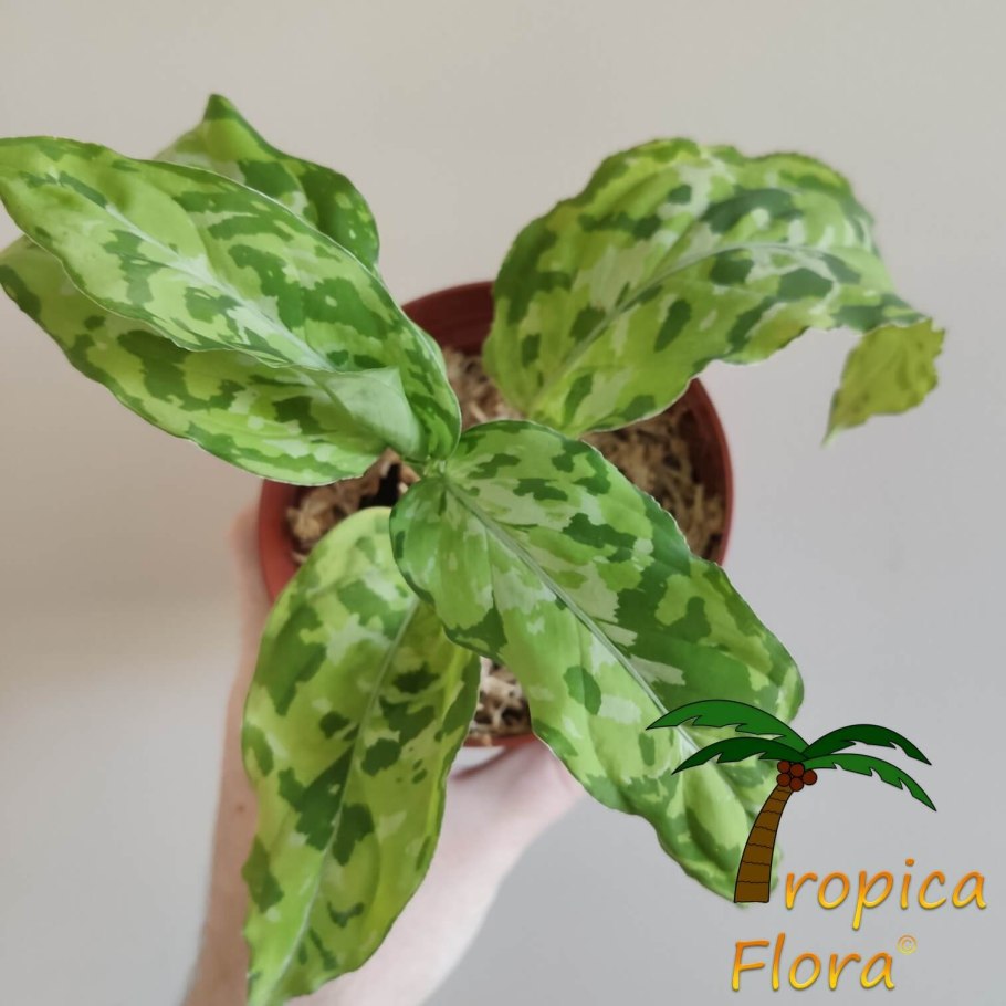 Aglaonema pictum Tricolor