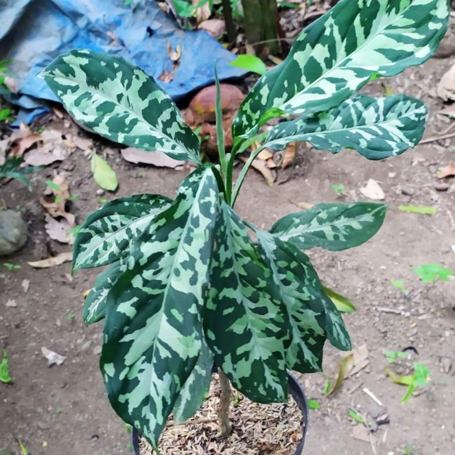 Аглаонема призрак