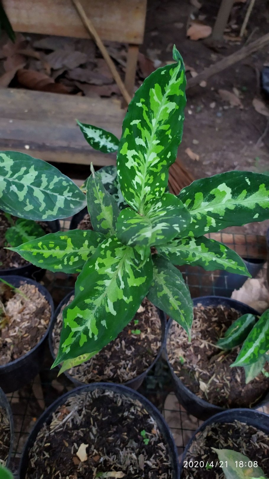 Аглаонема Anyamanee