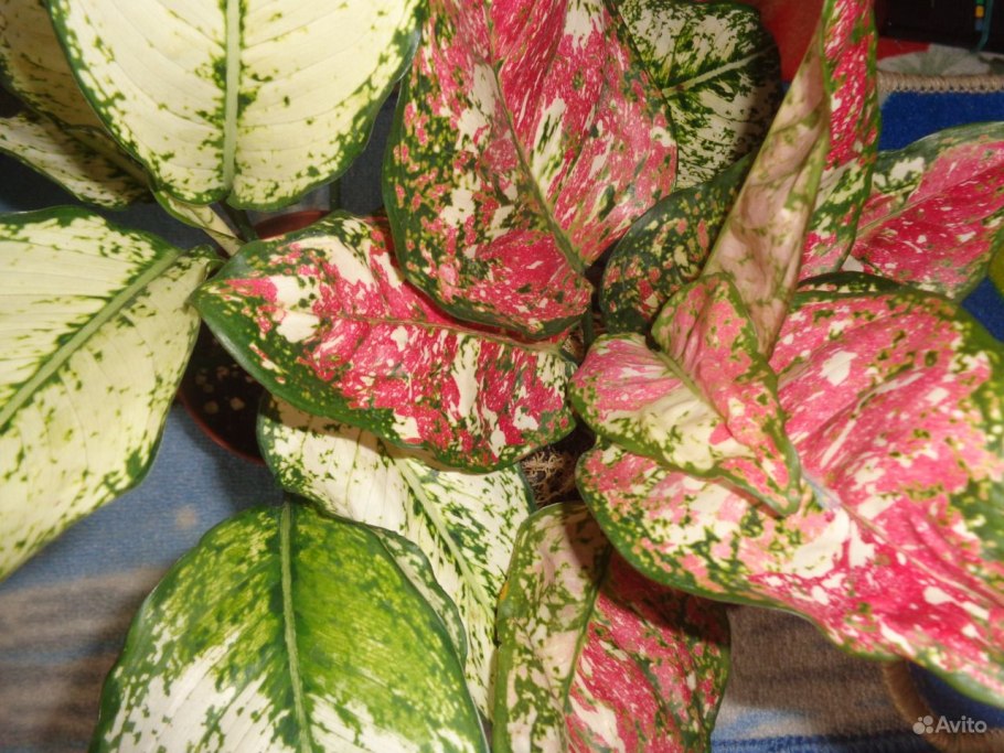 Аглаонема Муншайн